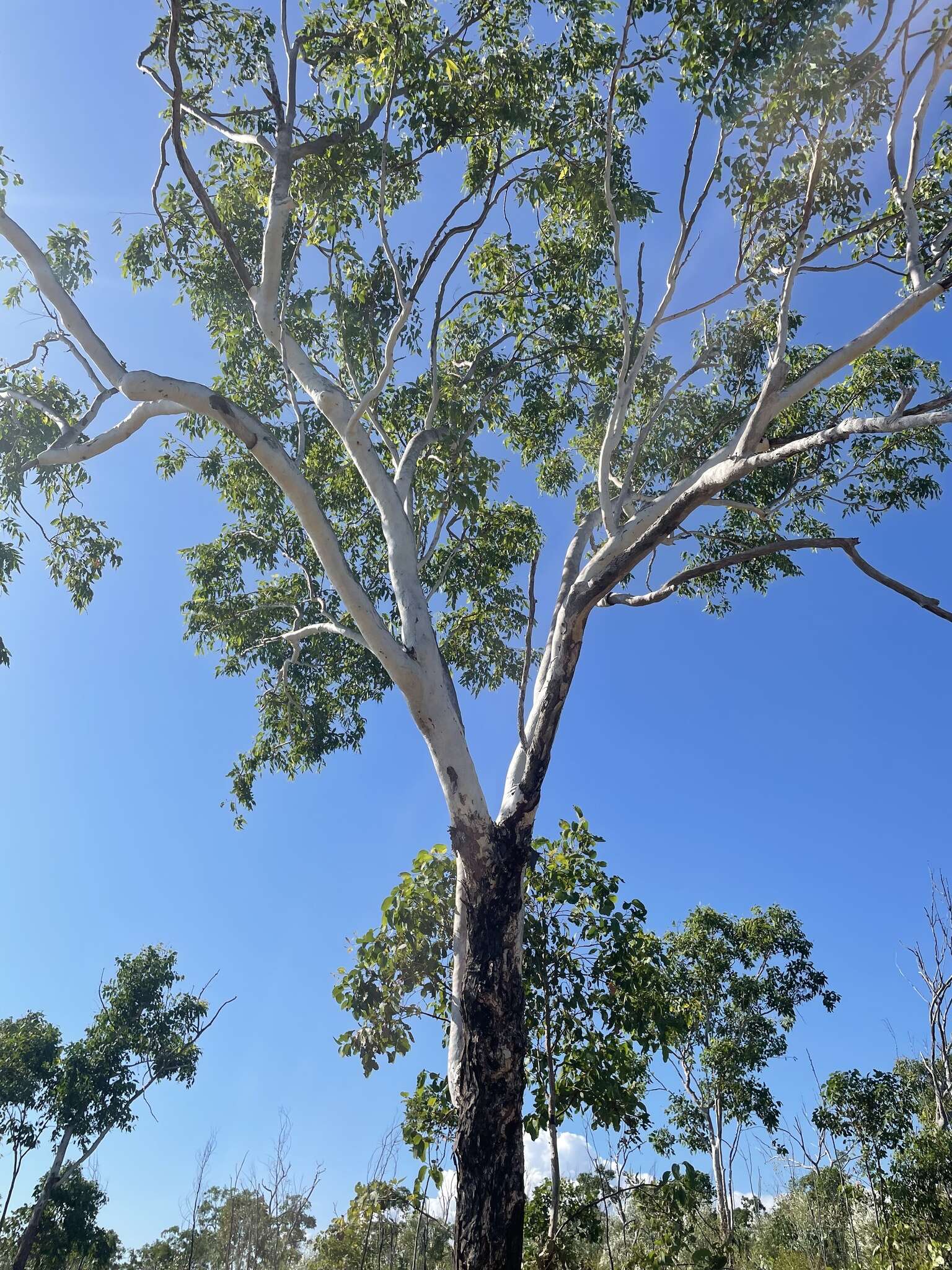 Image of Eucalyptus miniata A. Cunn. ex Schau.