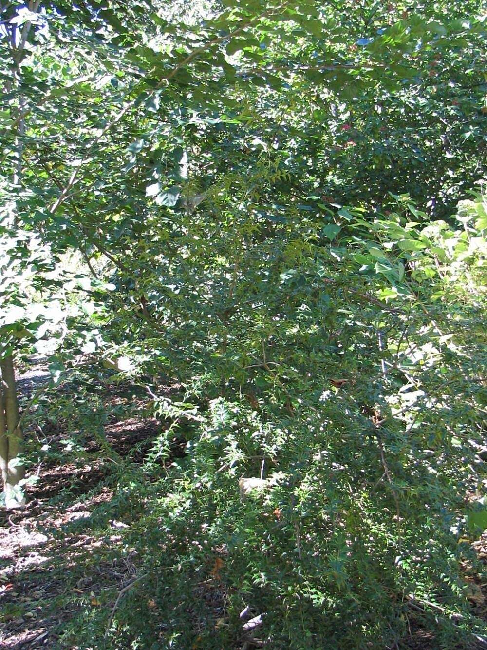 Image of Perny's Holly