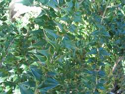 Image of Perny's Holly