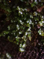 Image of Bog Germanderwort