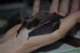 صورة Myotis sibiricus Kastschenko 1905