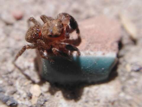 Image of Euophrys rufibarbis (Simon 1868)