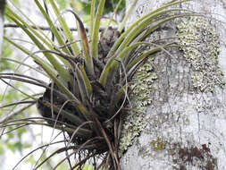 Image of giant airplant