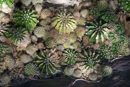 Image of Echinopsis oxygona