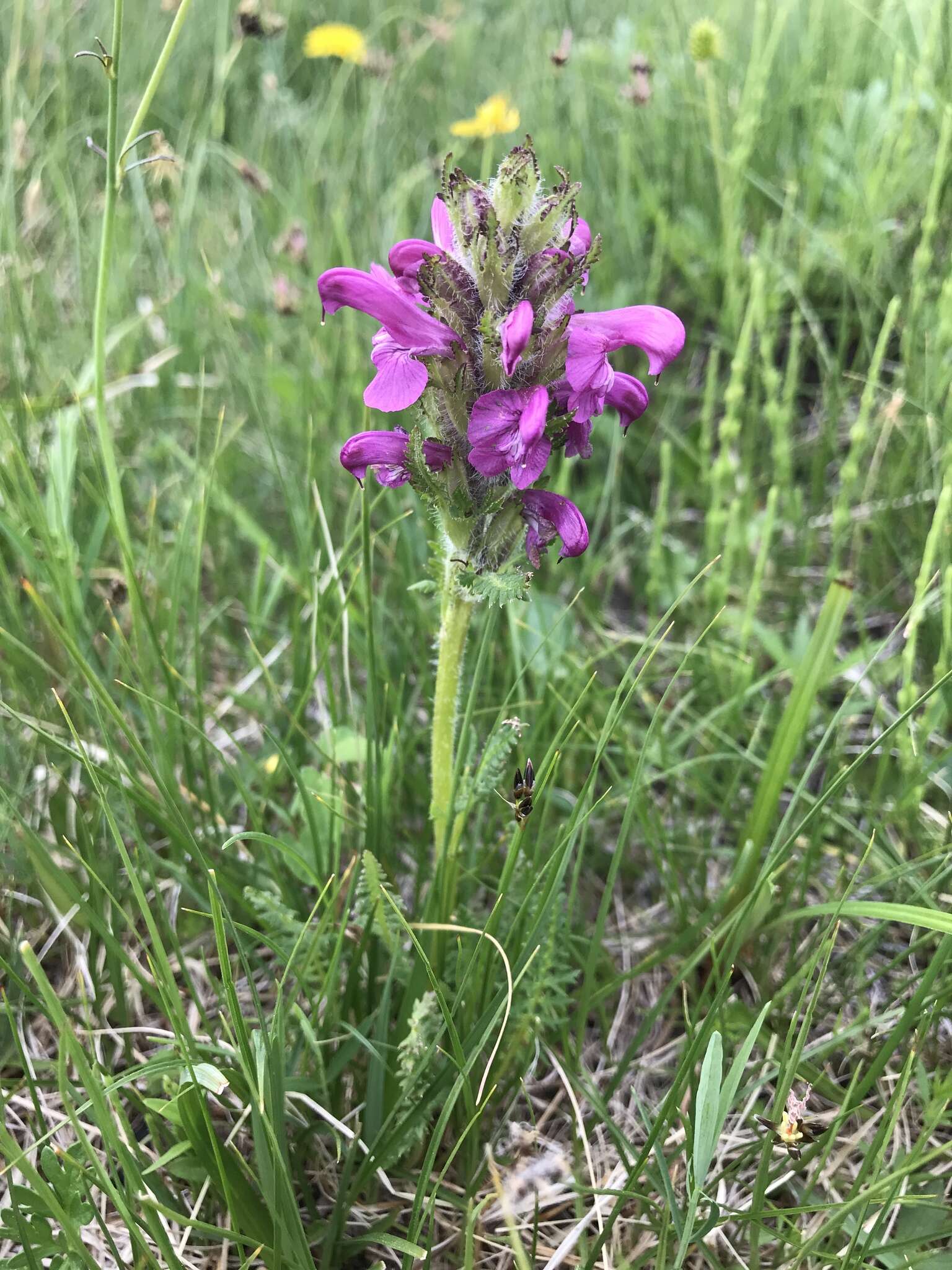 Image of Pedicularis uliginosa Bunge