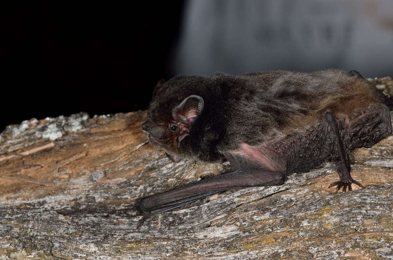 Image of Gould's Wattled Bat