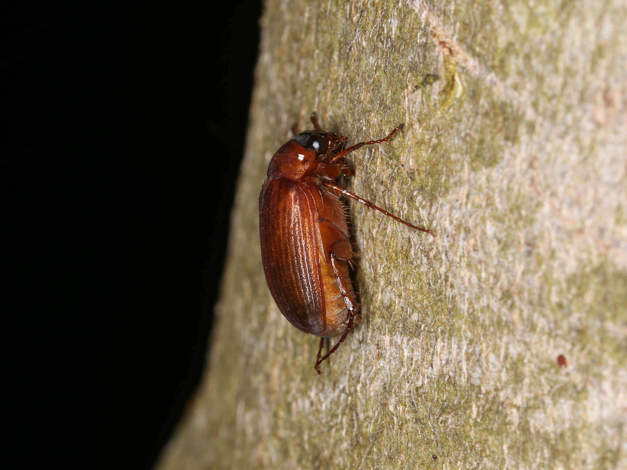 Image of Serica brunnea (Linnaeus 1758)