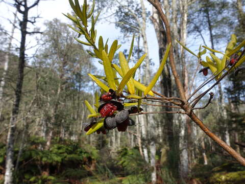 Image de Pittosporum bicolor Hook.