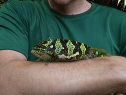 Image of Common African Flap-necked Chameleon