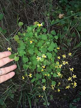 Image of Cineraria lobata L'Hér.