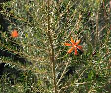 Sivun Lambertia inermis R. Br. kuva