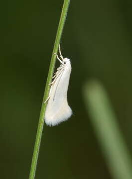 Image of Elachista argentella Clerck