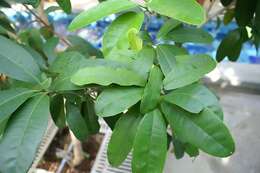 Image of Allspice