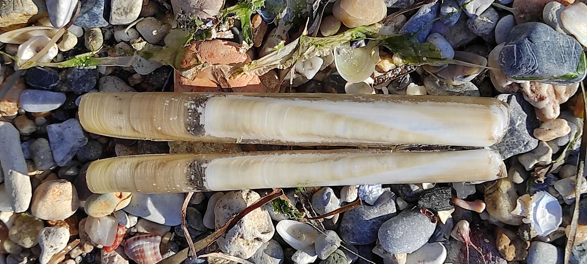 Image of Grooved Razor Shell