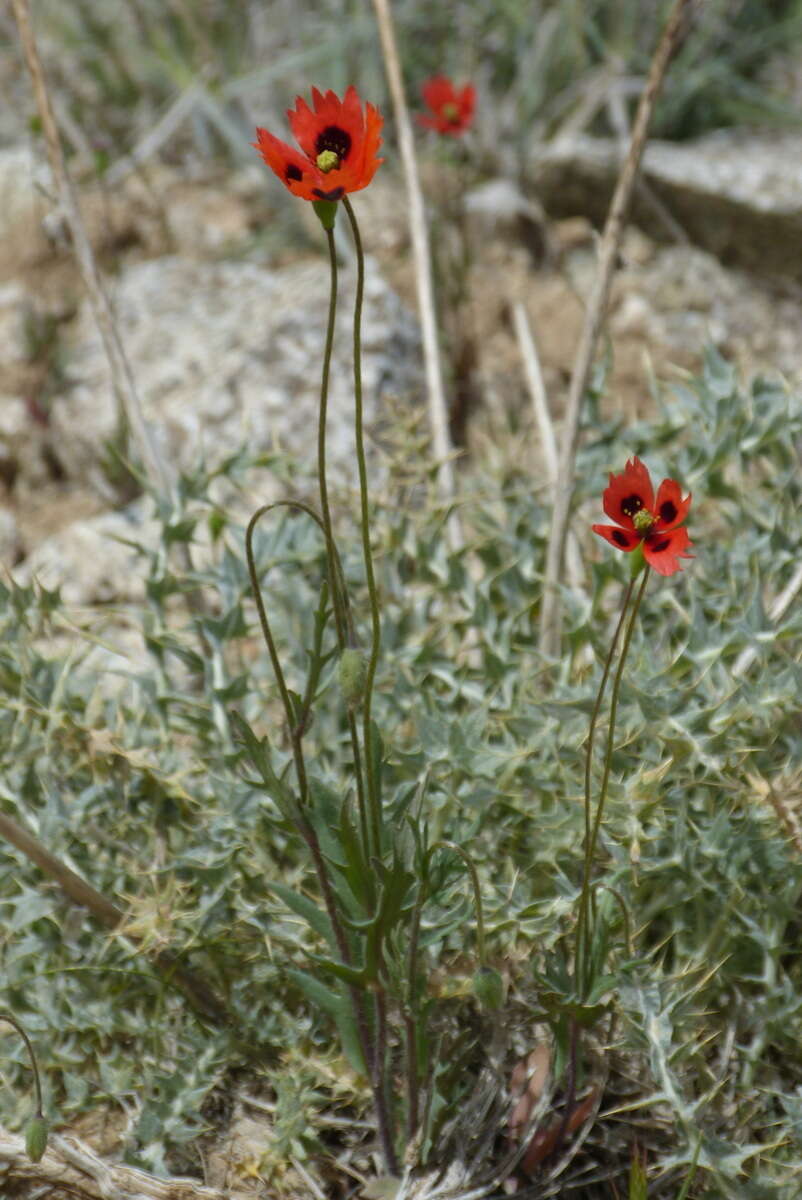 Image of Papaver laevigatum M. Bieb.