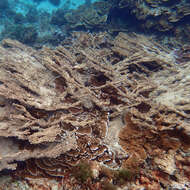 Image of Acropora solitaryensis Veron & Wallace 1984