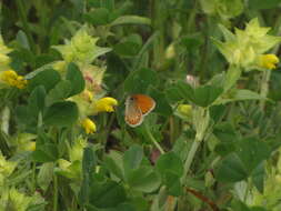 Image of Coenonympha leander Esper 1784