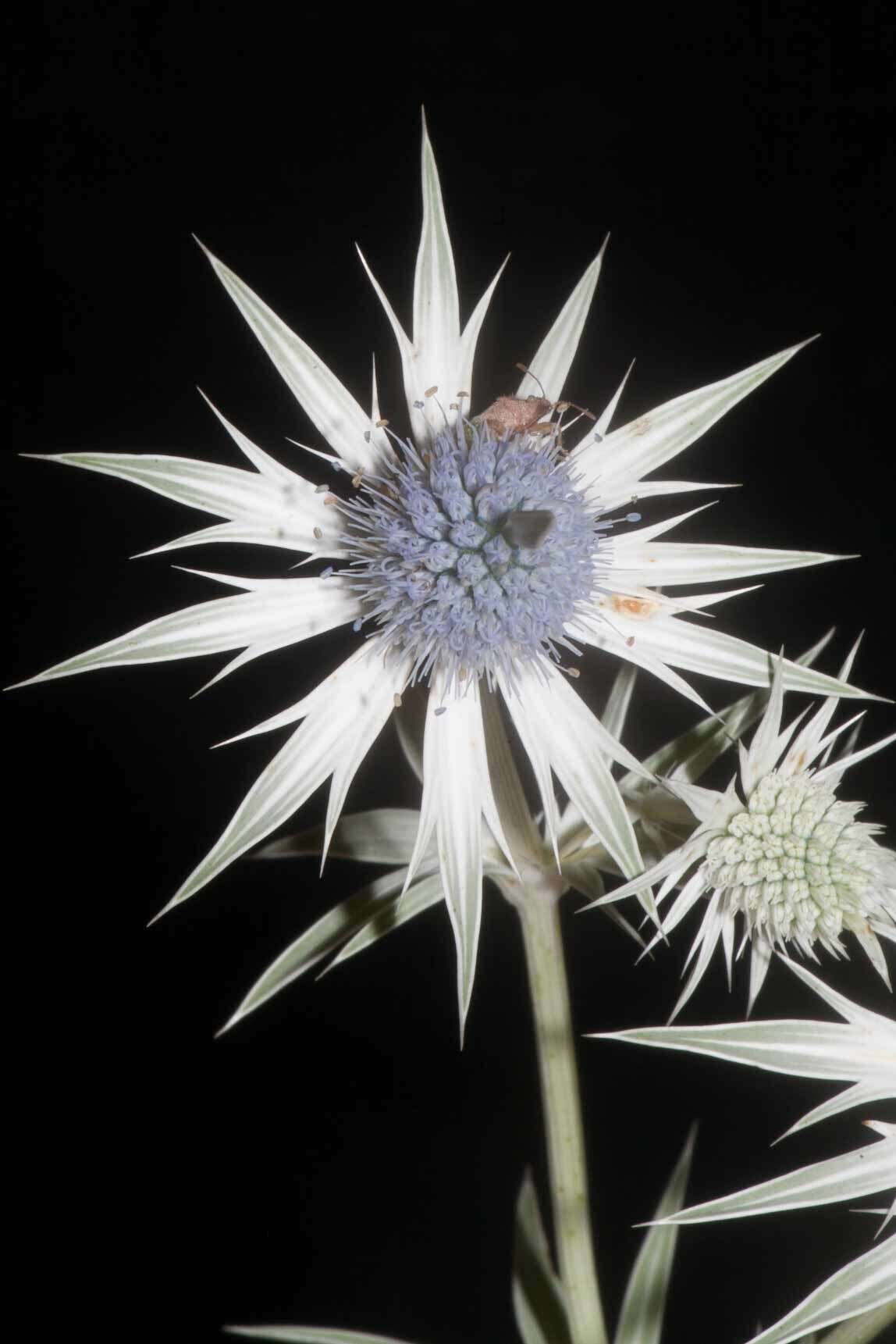 Image of Wright's Eryngo