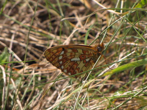 Plancia ëd Boloria euphrosyne