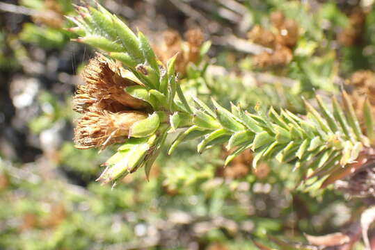 Image of Oedera steyniae (L. Bolus) A. A. Anderberg & K. Bremer