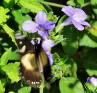 Imagem de Barleria obtusa Nees