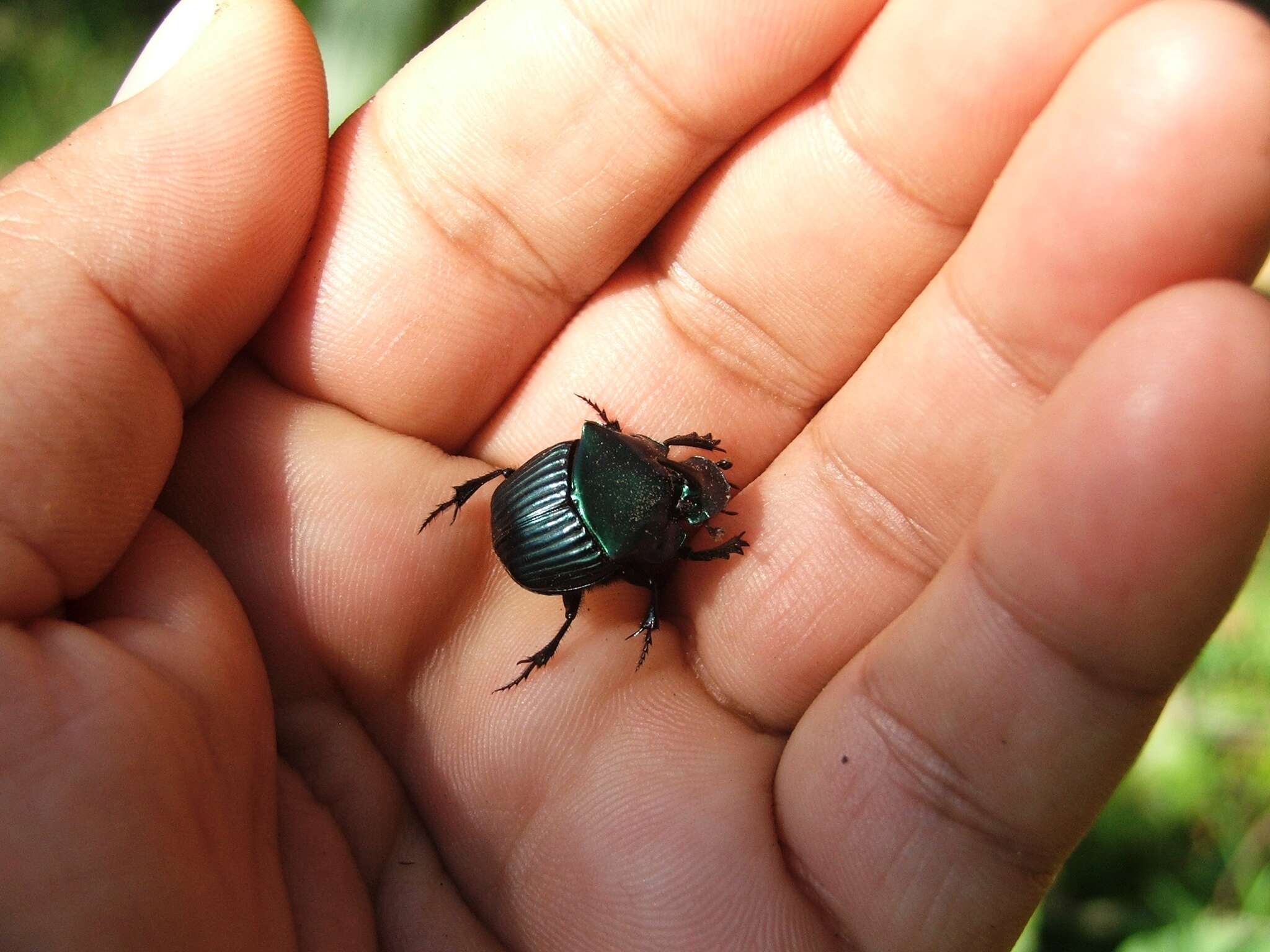 Image de Phanaeus (Notiophanaeus) endymion Harold 1863