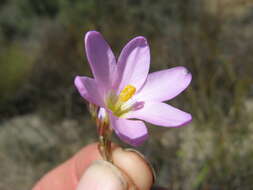 Image of Ixia divaricata Goldblatt & J. C. Manning