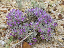 Image of Barr's milkvetch