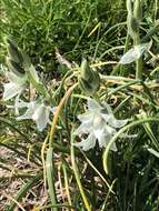 Image of drooping star of Bethlehem