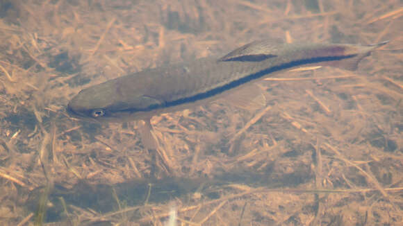 Image of Hoplerythrinus