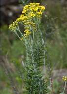 Image of Senecio haygarthii M. R. F. Taylor ex Hilliard