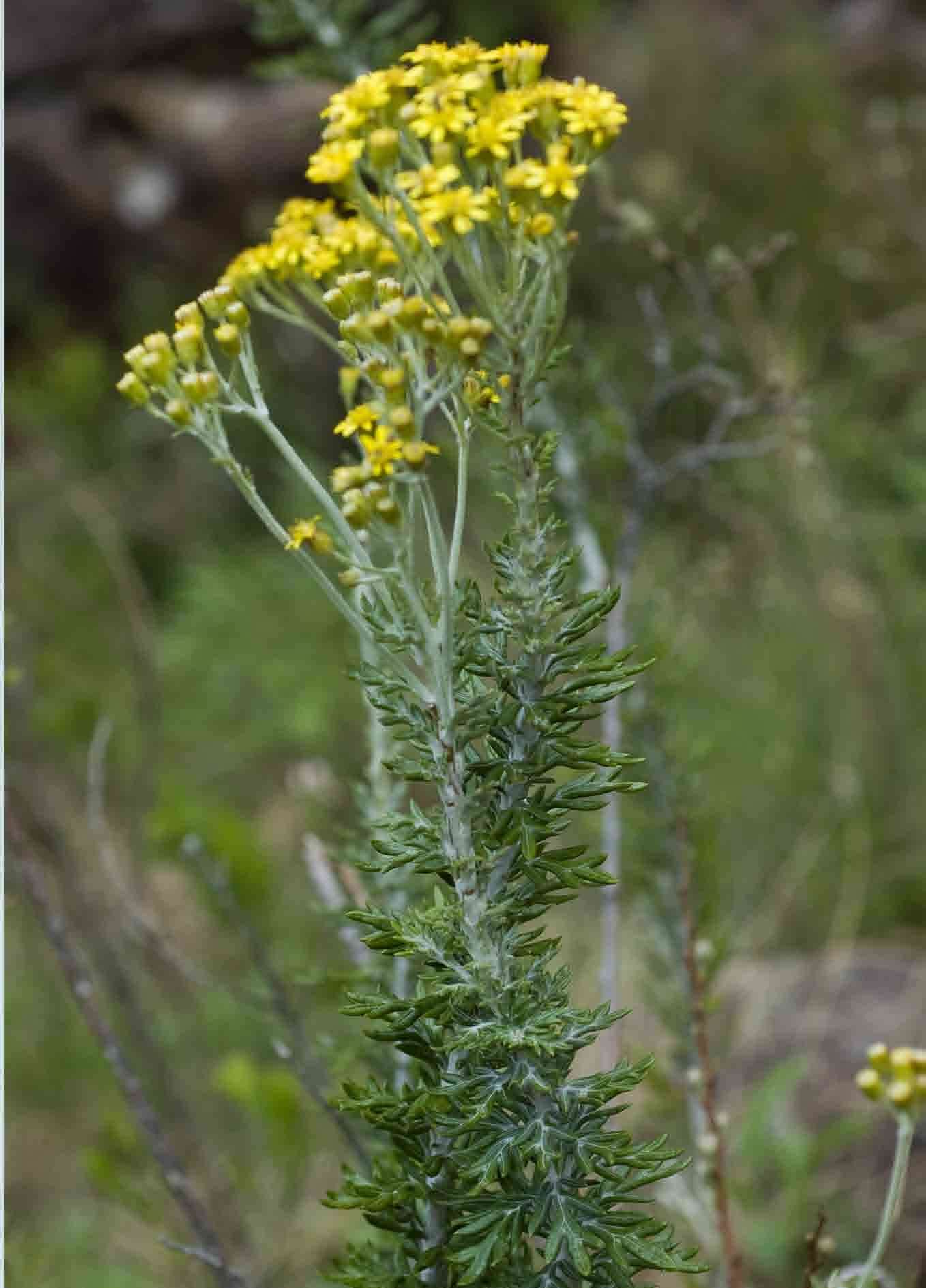 Image of Senecio haygarthii M. R. F. Taylor ex Hilliard