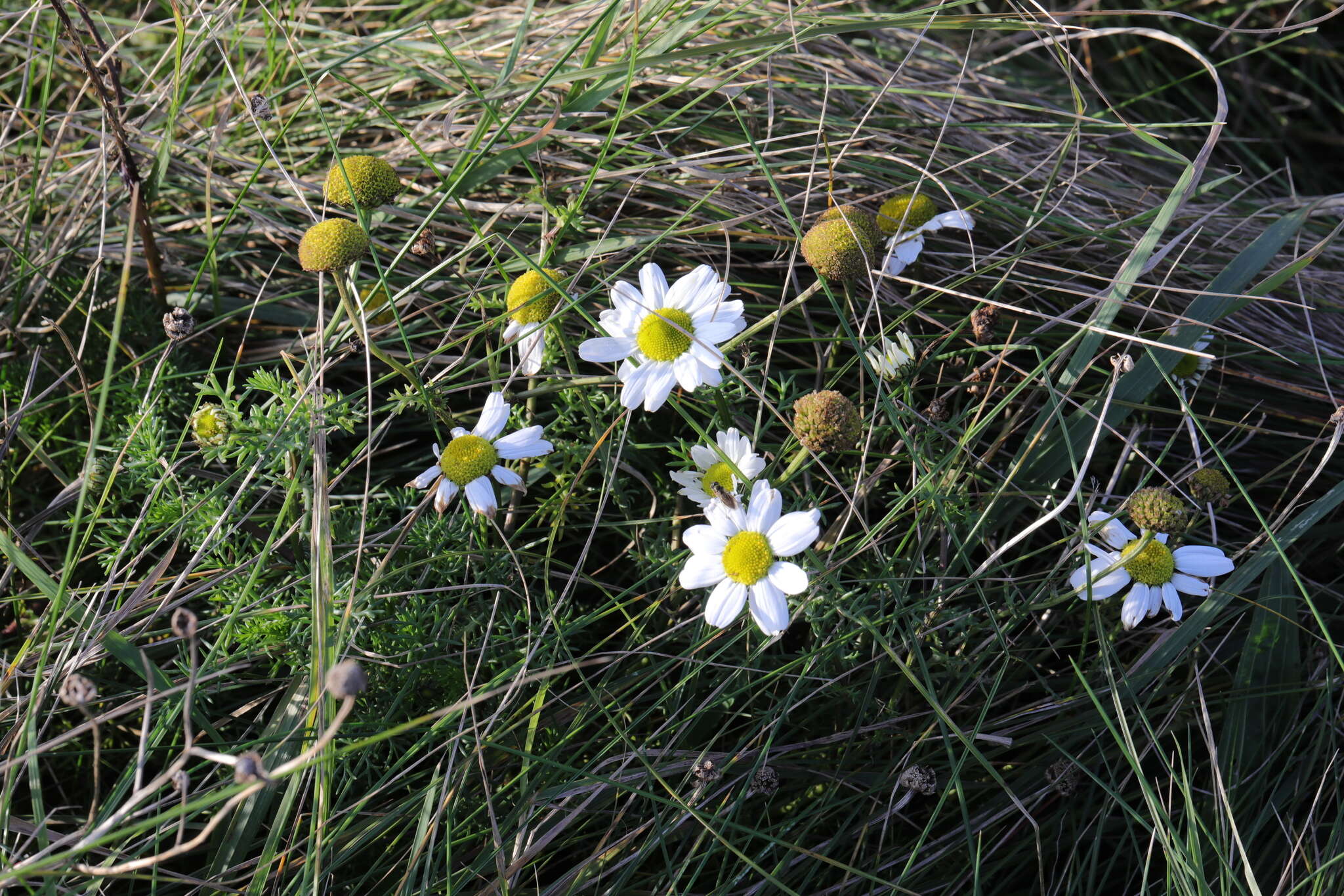 Image of false mayweed