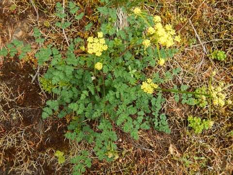 Image of cascade desertparsley