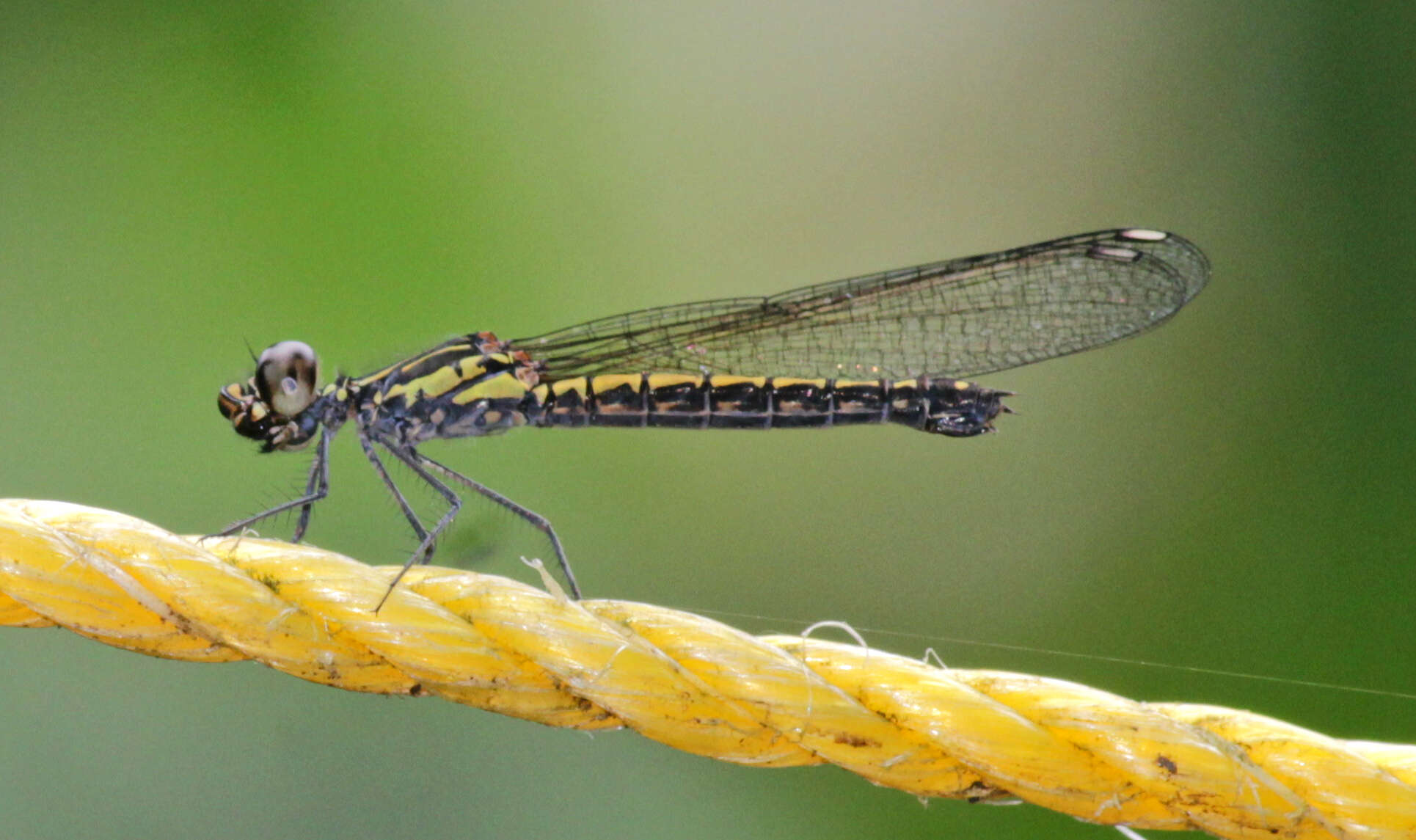 Image of Libellago indica (Fraser 1928)