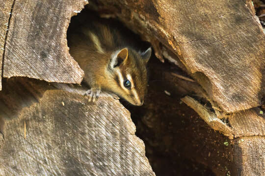 Image of Sonoma Chipmunk