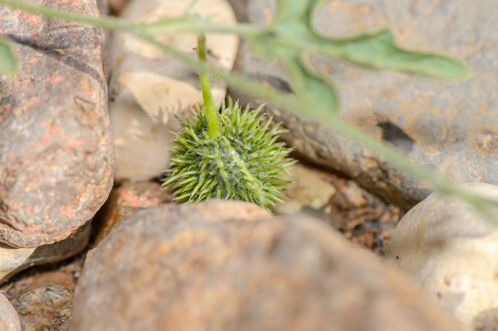 Plancia ëd Cucumis prophetarum L.