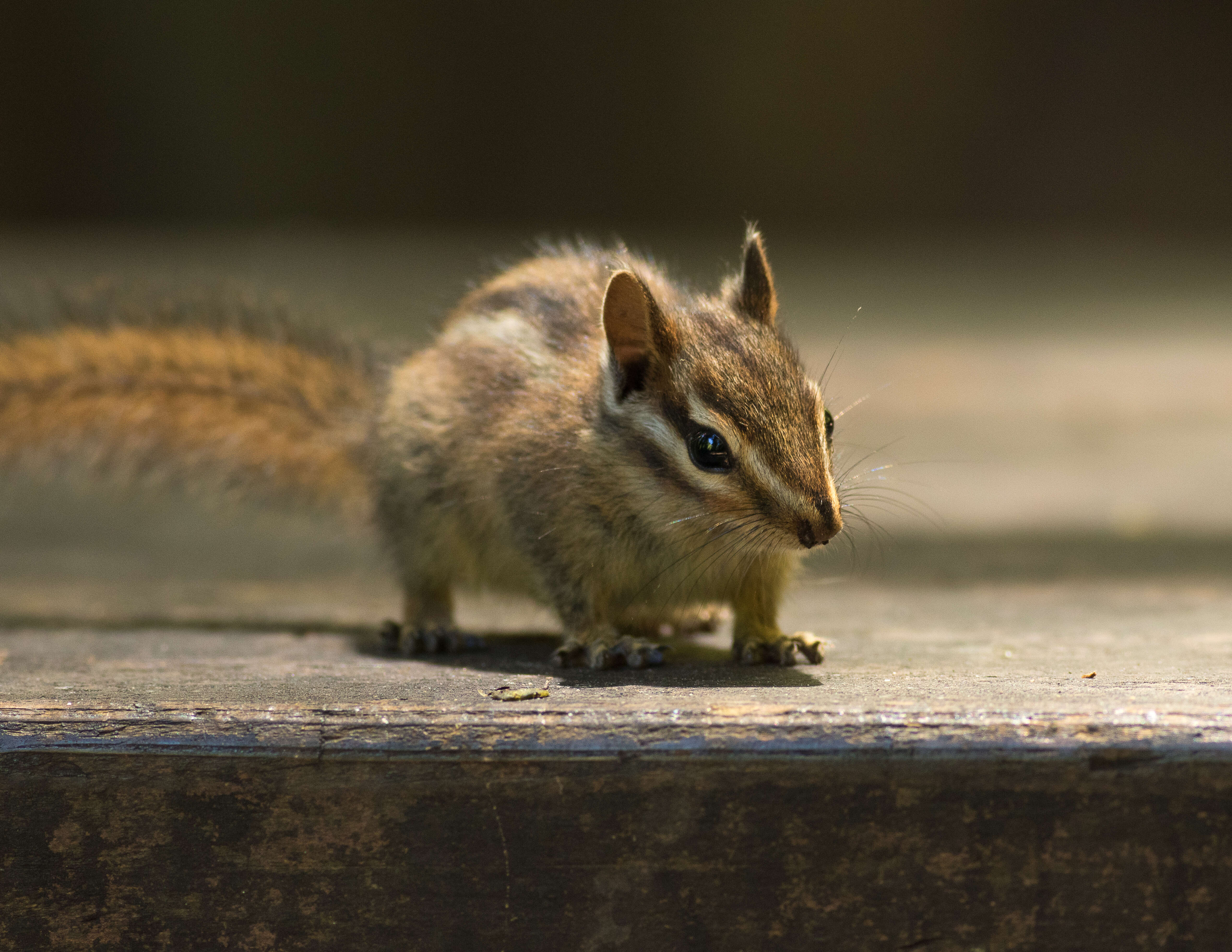 Image of Sonoma Chipmunk