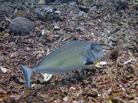 Image of Bulbnose Unicornfish