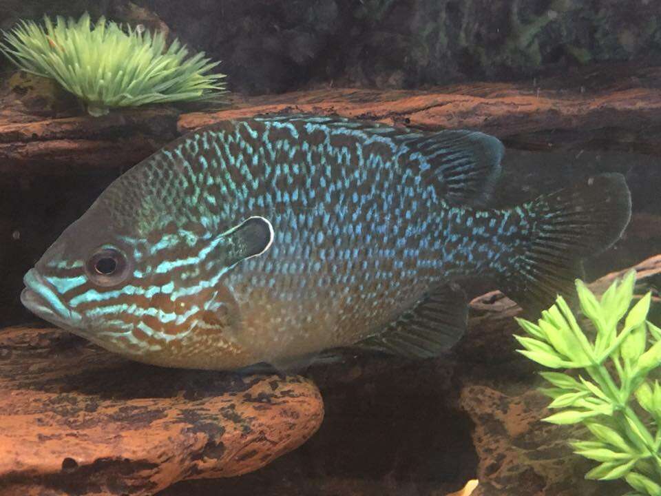 Image of Longear Sunfish