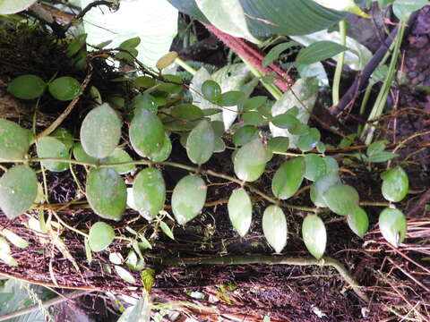 Image of Hoya lacunosa Bl.