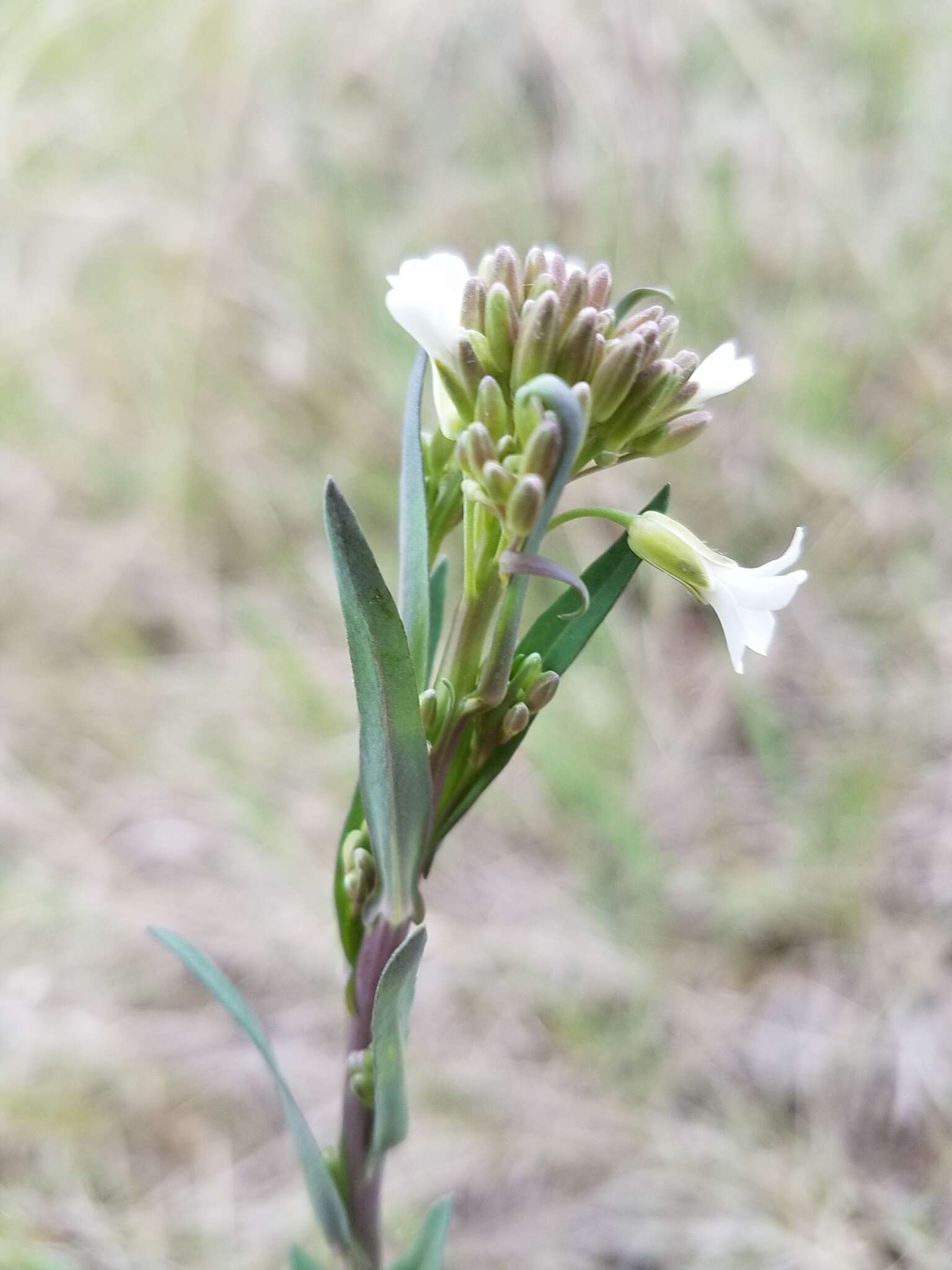 Image of Boivin's Rockcress