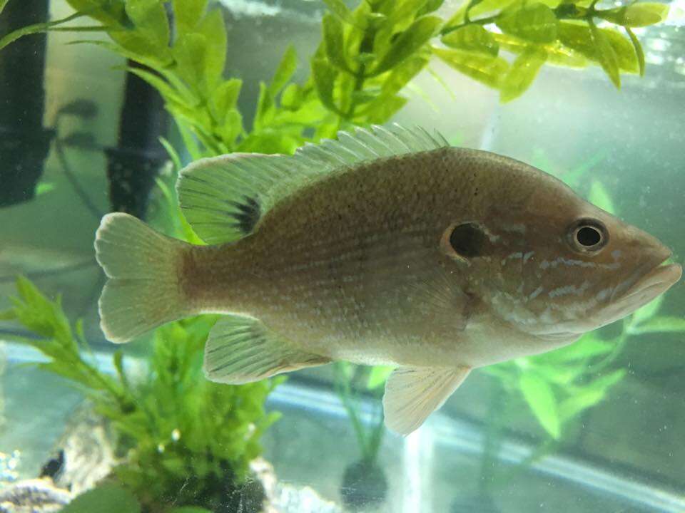 Image of Green Sunfish