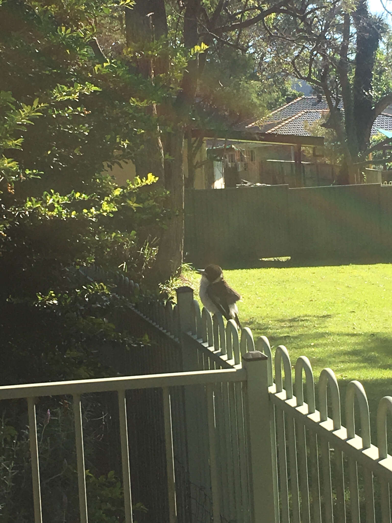 Image of Grey Butcherbird