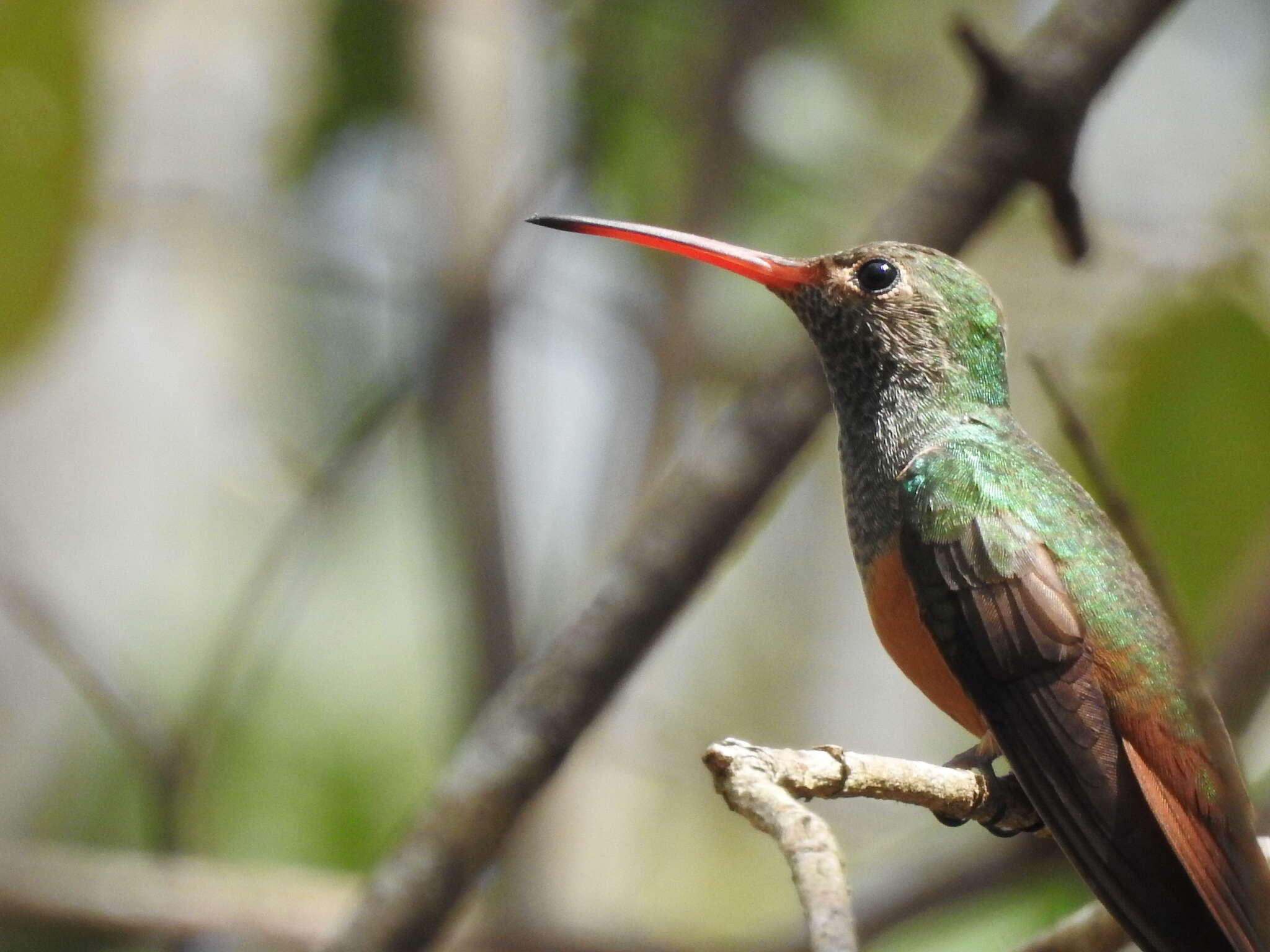 Imagem de Amazilia yucatanensis (Cabot & S 1845)