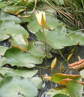 Image of yellow waterlily