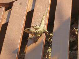 Image of Collared iguana