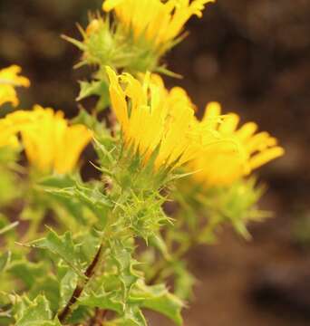 Imagem de Berkheya spinosa (L. fil.) Druce