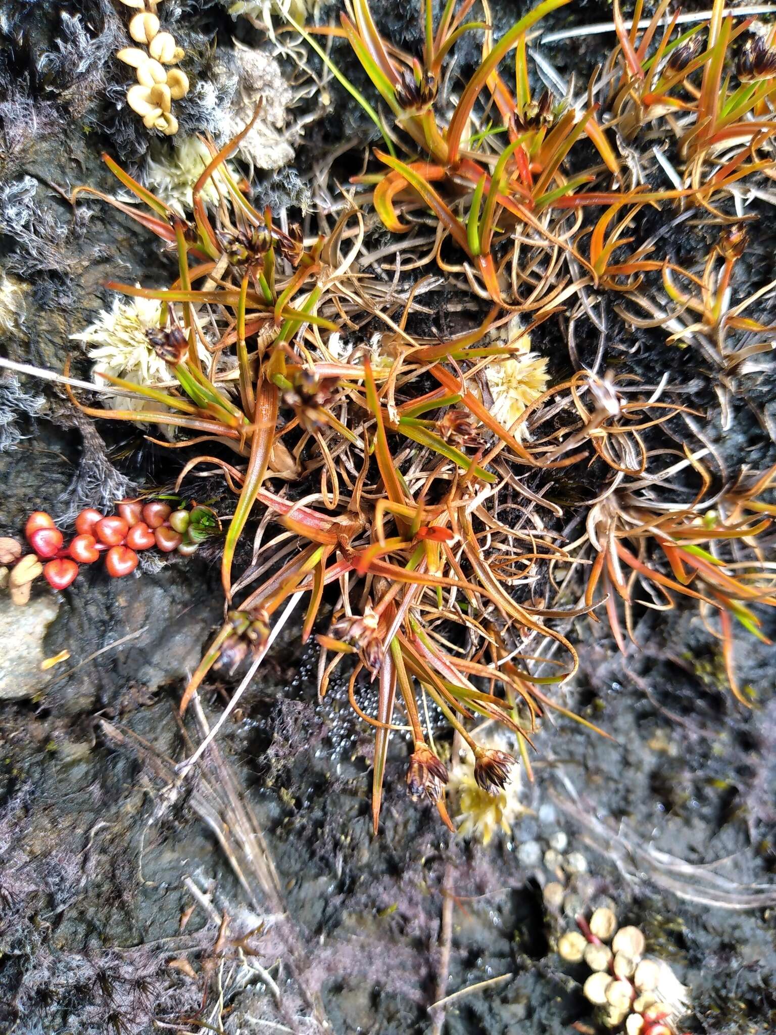 Слика од Juncus antarcticus Hook.