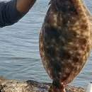 Image of Dappled flounder